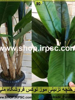 درختچه تزئینی موز لوکس