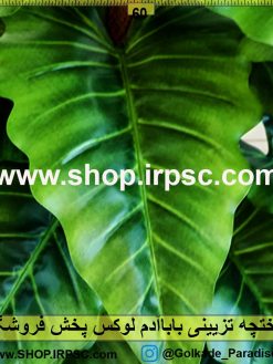 درختچه تزیینی باباآدم لوکس