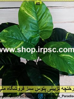 درختچه تزئینی پتوس ابلق