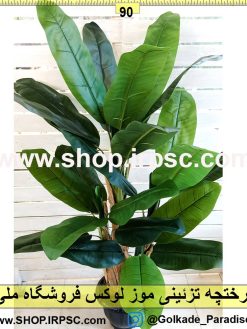 درختچه تزئینی موز لوکس