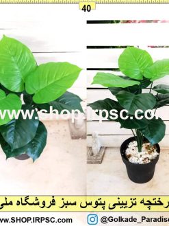 درختچه تزئینی پتوس سبز