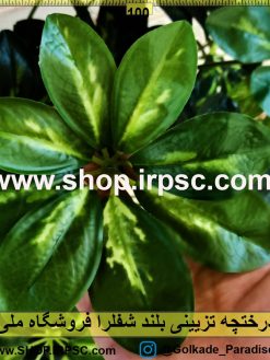 درختچه تزئینی بلند لوکس