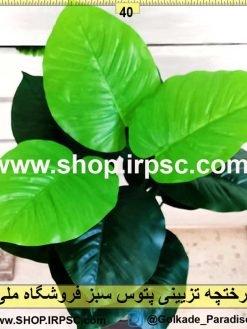 درختچه تزئینی پتوس سبز