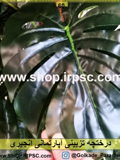 درختچه تزیینی آپارتمانی انجیری