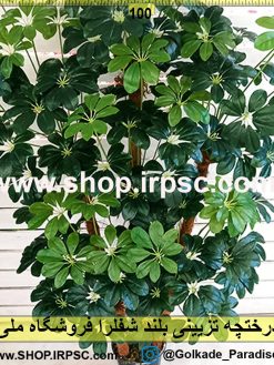 درختچه تزئینی بلند شفلرا