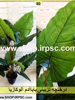 درختچه تزیینی باباآدم آلوکازیا