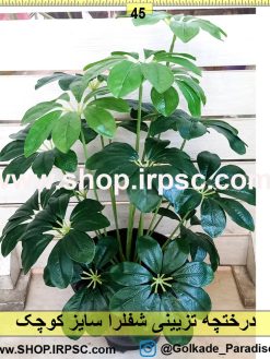 درختچه تزئینی شفلرا کوچک