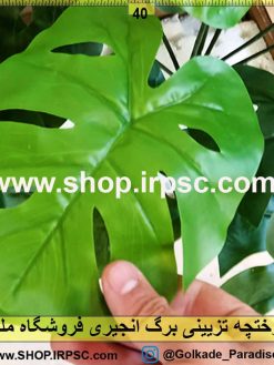 درختچه تزئینی برگ انجیری