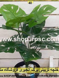 درختچه تزئینی برگ انجیری