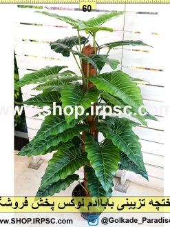 درختچه تزیینی باباآدم لوکس