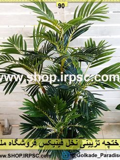 درختچه تزیینی نخل فینیکس
