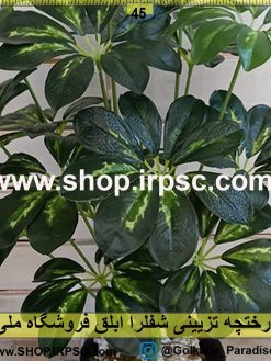 درختچه تزئینی شفلرا ابلق