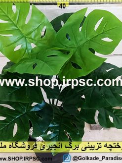 درختچه تزئینی برگ انجیری