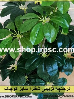 درختچه تزئینی شفلرا کوچک