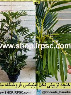 درختچه تزیینی نخل فینیکس