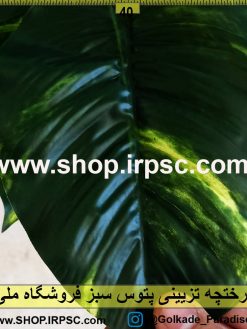 درختچه تزئینی پتوس ابلق