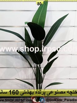 درختچه پرنده بهشتی 160سانتیمتری