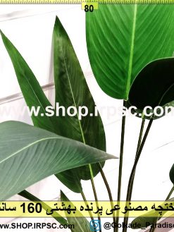 درختچه پرنده بهشتی 160سانتیمتری