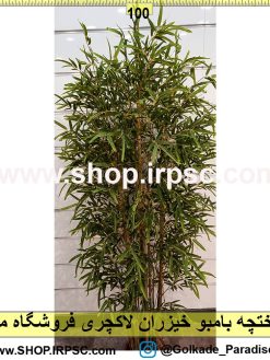 درختچه بامبو خیزران لاکچری