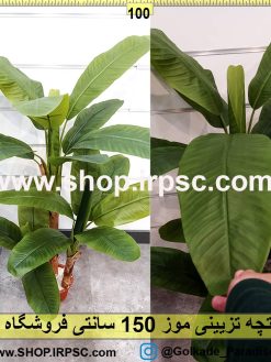 درختچه تزیینی موز 150سانتی