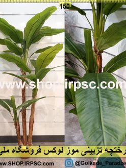 درختچه تزیینی موز لوکس