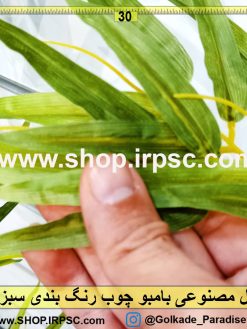 شاخه بامبو خیزران اروپایی