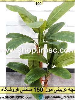 درختچه تزیینی موز 150سانتی
