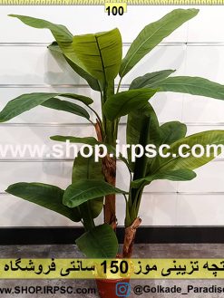 درختچه تزیینی موز 150سانتی