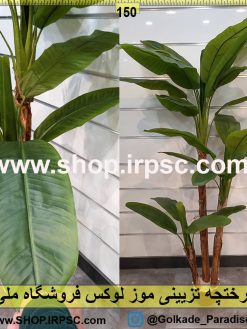 درختچه تزیینی موز لوکس