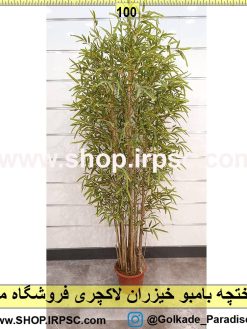 درختچه بامبو خیزران لاکچری