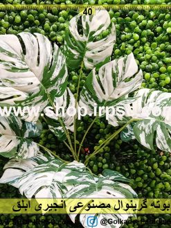 پخش بوته گرینوال انجیری ابلق