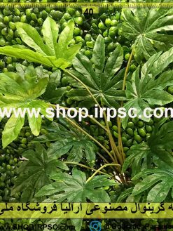 بوته گرینوال مصنوعی آرالیا