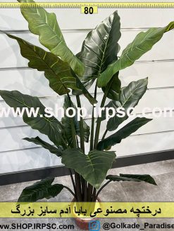 درختچه بابا آدم 150سانتیمتری