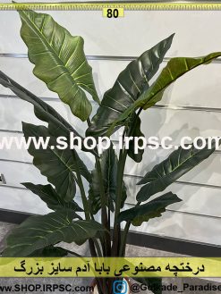 درختچه بابا آدم 150سانتیمتری