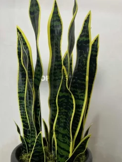 خرید گل مصنوعی سانسوریا 70 سانتی