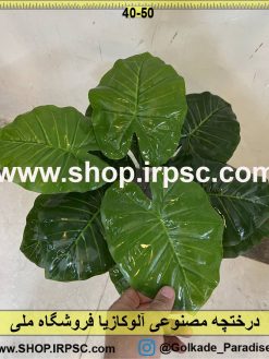 برگ درختچه مصنوعی آلوکازیا کدIRPSC022