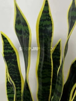 قیمت گل مصنوعی سانسوریا