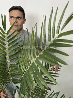 عکس نخل مصنوعی فینیکس 1.8 متری