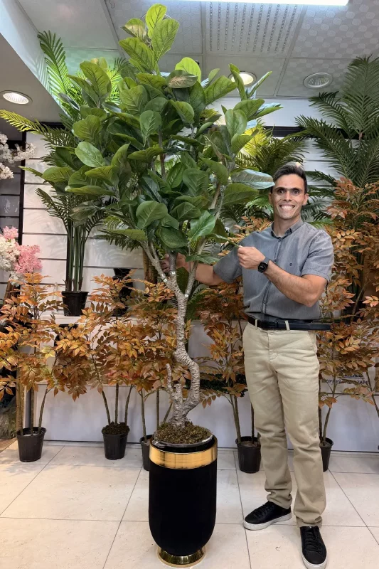 درختچه مصنوعی فیکوس لیراتا 2.5 متری