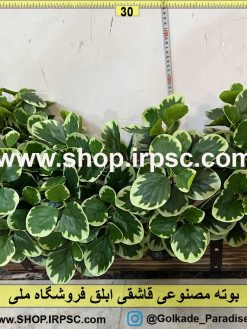 عکس بوته مصنوعی قاشقی ابلق کدIRPSC079