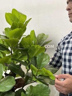 خرید درختچه مصنوعی فیکوس لیراتا 1.6 متری