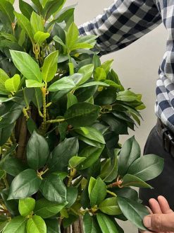 برگ درختچه مصنوعی بونسای 1.3 متری