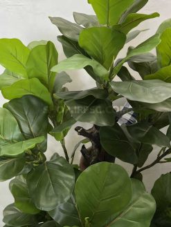 عکس درختچه مصنوعی فیکوس لیراتا 1.6 متری