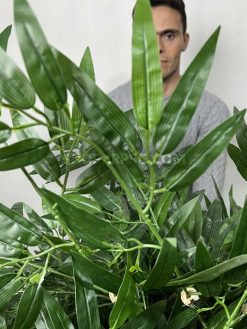 عکس درختچه مصنوعی بامبو خیزران 2.2 متری