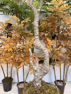 قیمت درختچه مصنوعی فیکوس لیراتا 2.5 متری