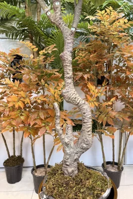 قیمت درختچه مصنوعی فیکوس لیراتا 2.5 متری