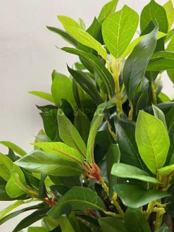 عکس درختچه مصنوعی بونسای 1.3 متری