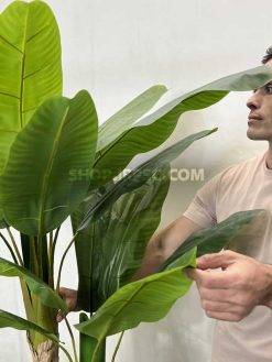 عرضه درختچه تزئینی موز 1.9 متری