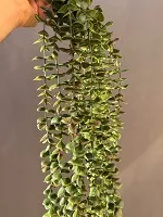 آویز شمشاد 80 سانتی سبز و حنایی