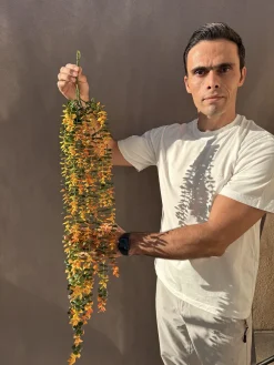خرید آویز شمشاد مصنوعی 80 سانتی